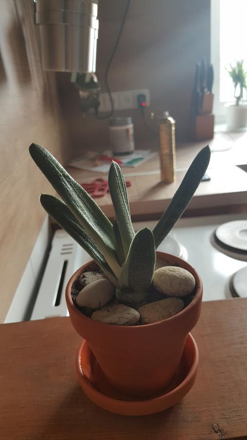 Apartmany Za Sakurou Hodonin Luaran gambar